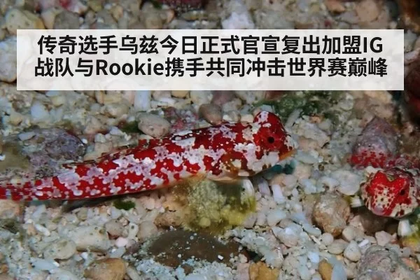 传奇选手乌兹今日正式官宣复出加盟IG战队与Rookie携手共同冲击世界赛巅峰